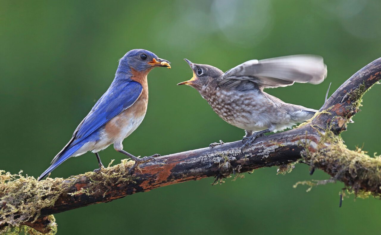 A blue and chestnut bird feeds grubs to a begging mottled gray-and-white, young bird with an open mouth.