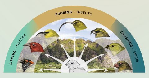 In adaptive radiation, many different species evolve from a single ancestor species. Each new species evolves to exploit a different niche, such as food source. In the example above, Hawaiian honeycreepers evolved a range of bill forms in response to available food sources on the Hawaiian archipelago. Illustration by Jillian Ditner, photo by Ashlyn Gehrett.