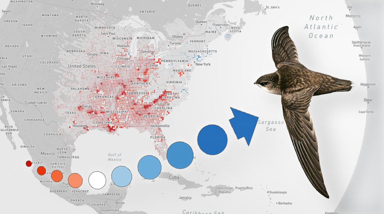 eBird trends map--a gray map with red and blue dots and an illustration of a Chimney Swift, a dark brown bird, in flight. Arrow made up of red and blue dots points to the bird.