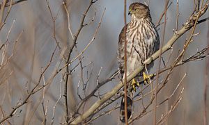 immature cooper's hawk