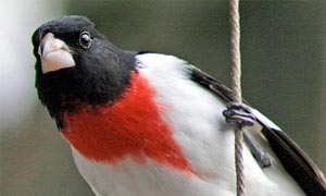 rose-breasted grosbeak