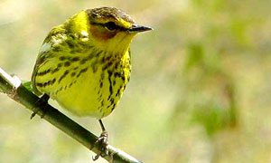 cape may warbler