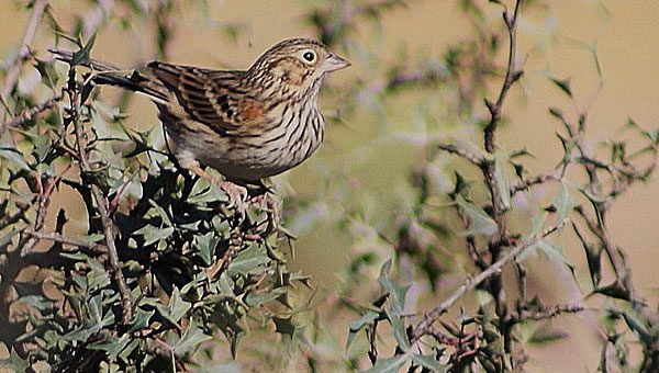 vesper sparrow