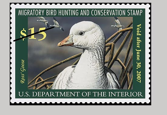 The 2005 Duck Stamp featuring Ross's Goose