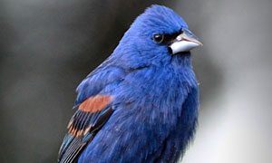 blue grosbeak