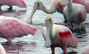 roseate spoonbill