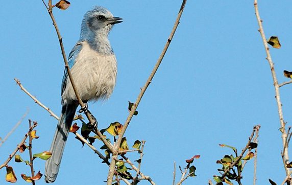 Florida Scrub-Jay by Tim Gallagher