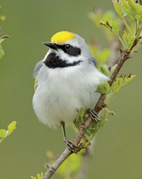 Golden-winged warbler by Gerrit Vyn