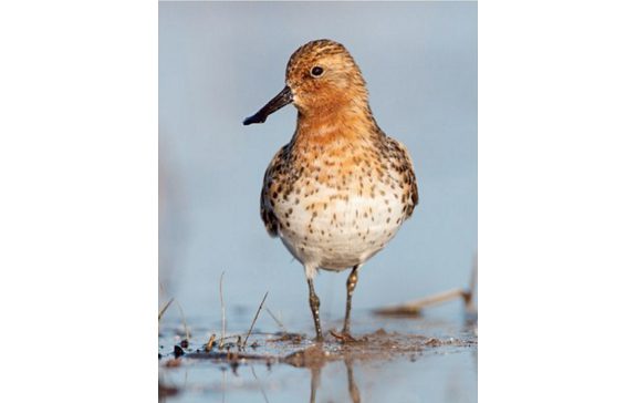 Spoon-billed Sandpiper by Gerrit Vyn