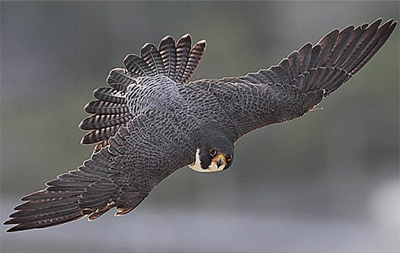 Peregrine Falcon by Nick Dunlop