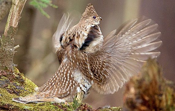 Ruffed Grouse by Marie Read