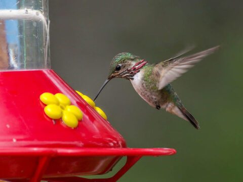 A small bird hovers over a sugar feeder and drinks from it.