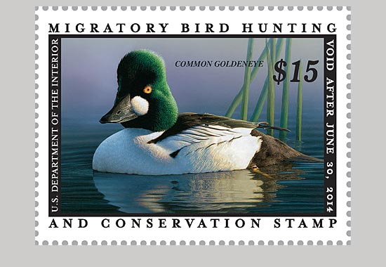 The 2013 Duck stamp featuring a Common Goldeneye.