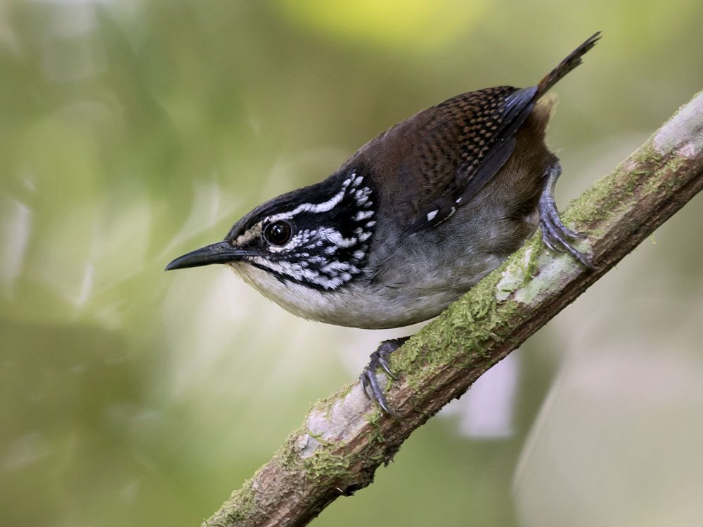 A gray and brown bird with a black and white stripy head, perches on a branch.