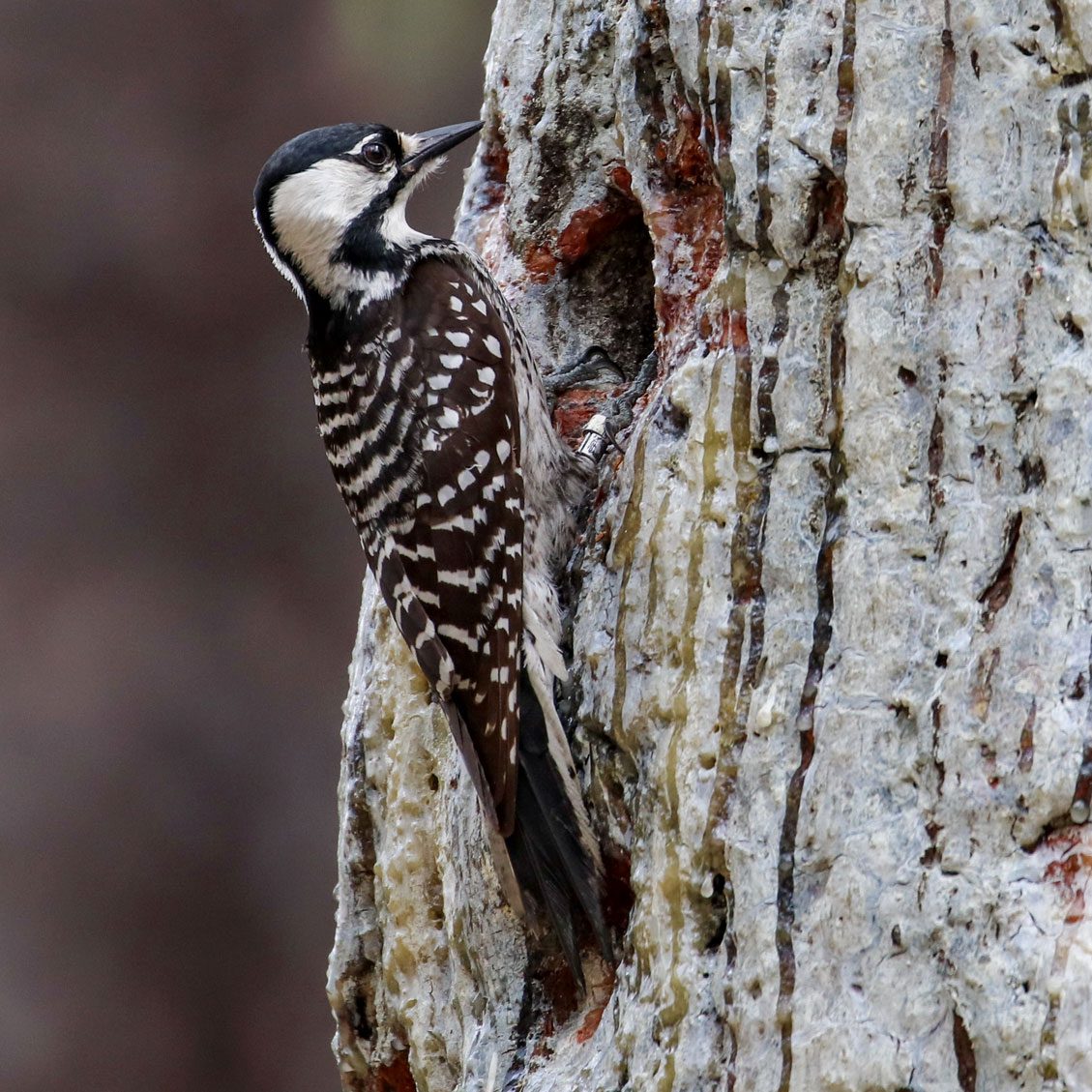 A black and white bird hangs on a hole in a tree that has sap on the bark.