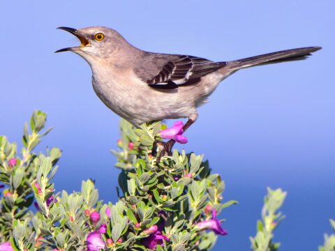 A bird singing