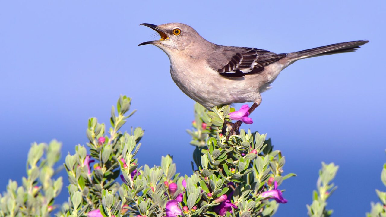 A bird singing