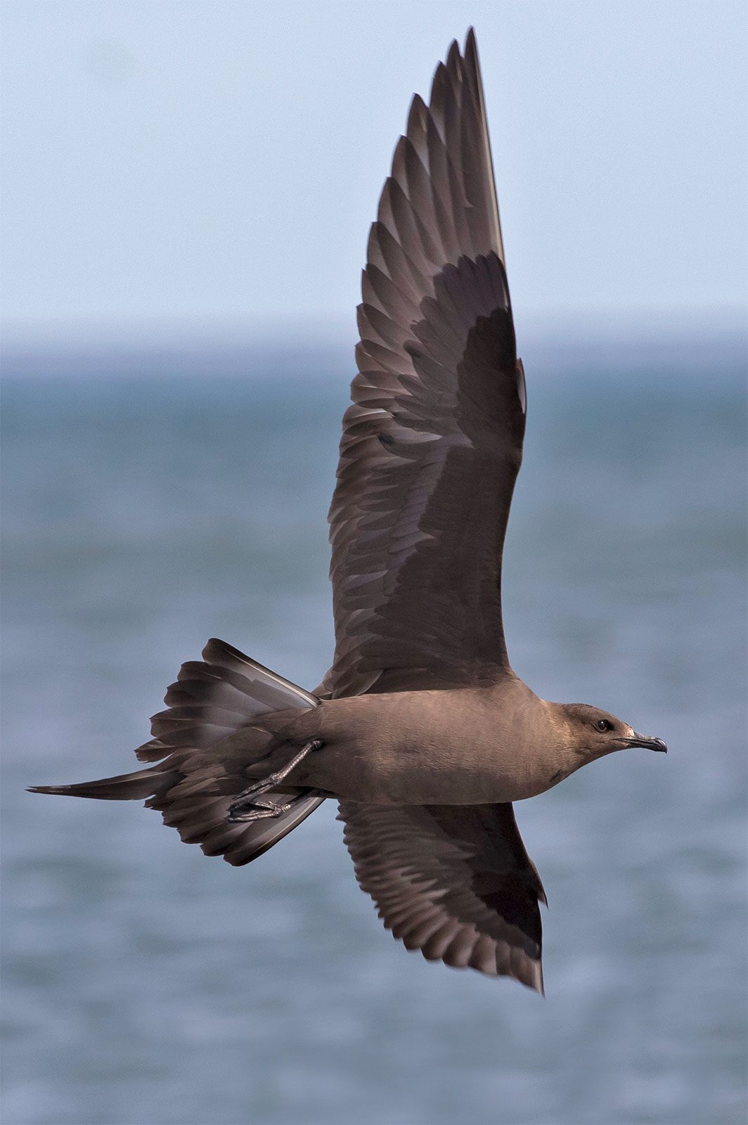 a dark bird in flight above water.