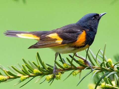 Black and orange bird on a fir tree.