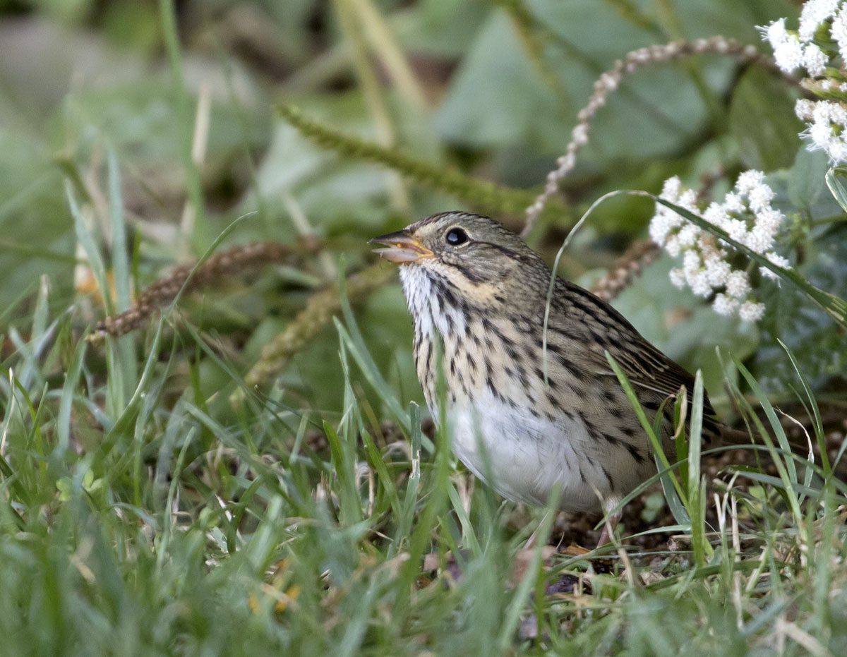 Brown, cream and white streaky bird in the grass.