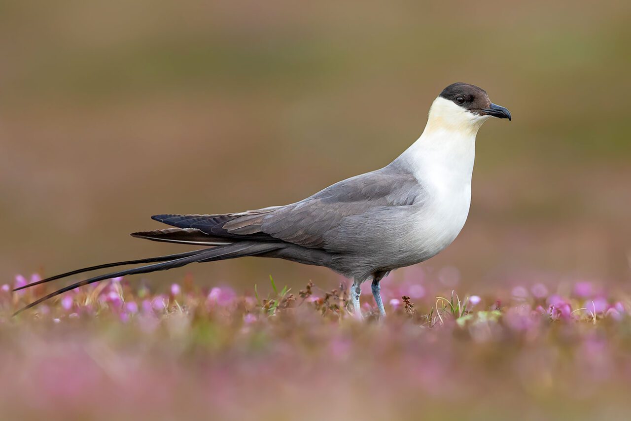 A gray and white bird with a chocolate cap, black, hooked bill, and long tail, stands in flowers.