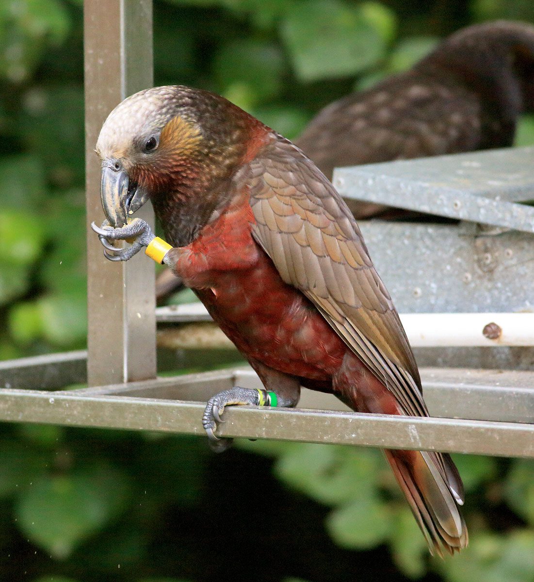 A orange/gray bird with a dark red underside and large bill holds and eats a mosel.