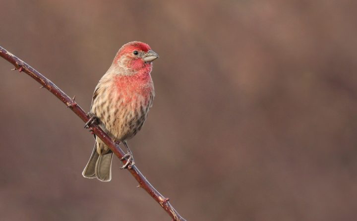 male House Finch on a diagonal perch