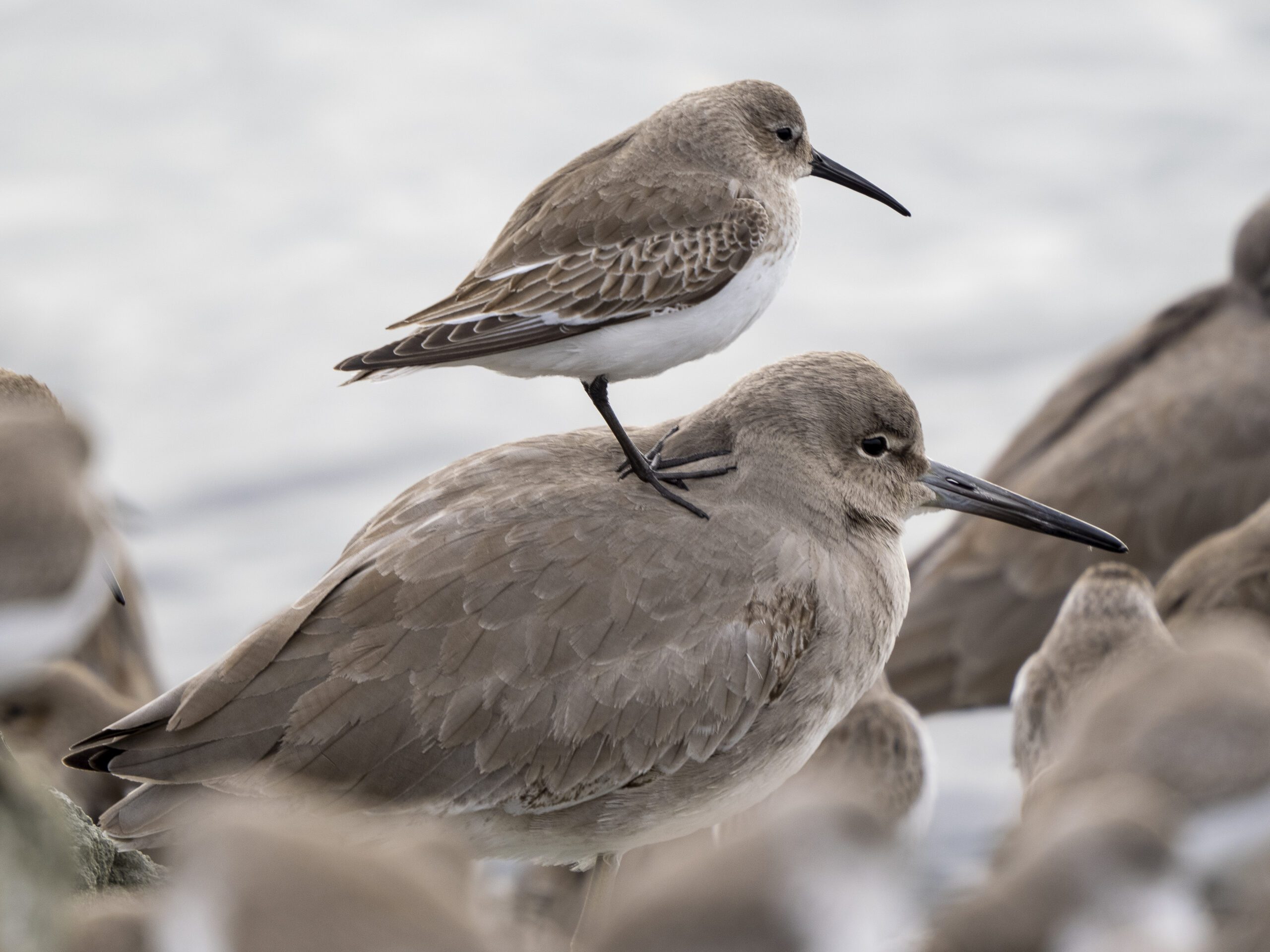 Two like-colored beige/brown birds, one perched on the other, look the same but are different sizes.