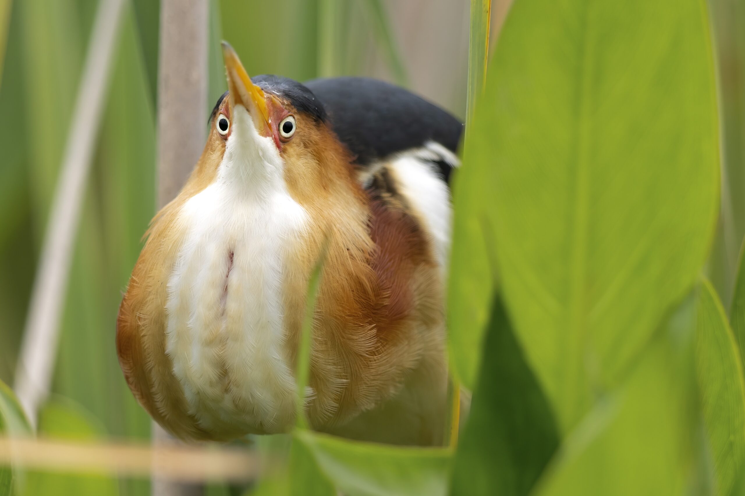 A stripy bird in thick reeds looks at the camera with its bill upwards.