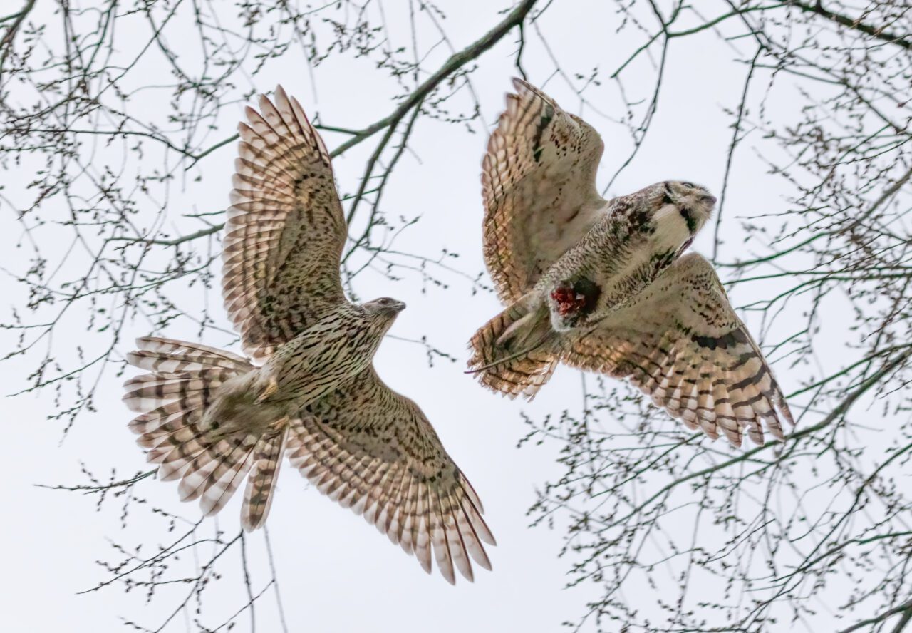 2 beige and brown streaked birds, one chasing the other.