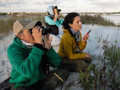 three biologists crouch on a sand dune, two watching with binoculars and one speaking into a phone