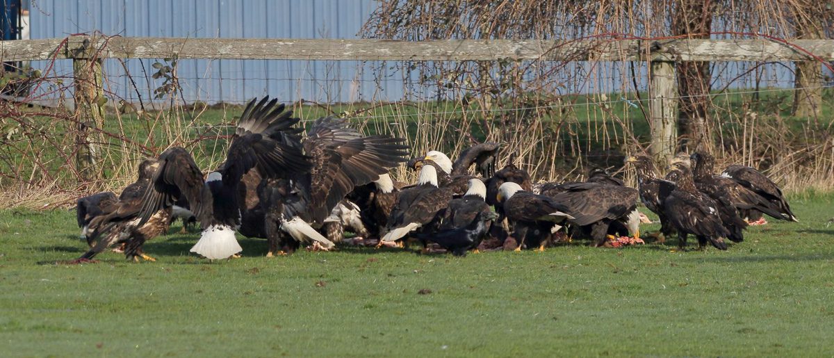 Many birds gather to scavenge a carcass.