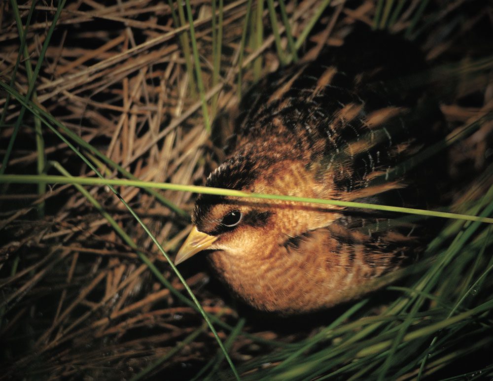 A orange/gold bird with black stripes sulks through grass at night.