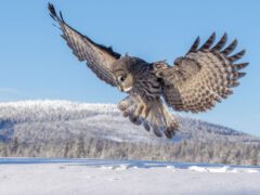 Big gray bird flying over the snow, about to land.