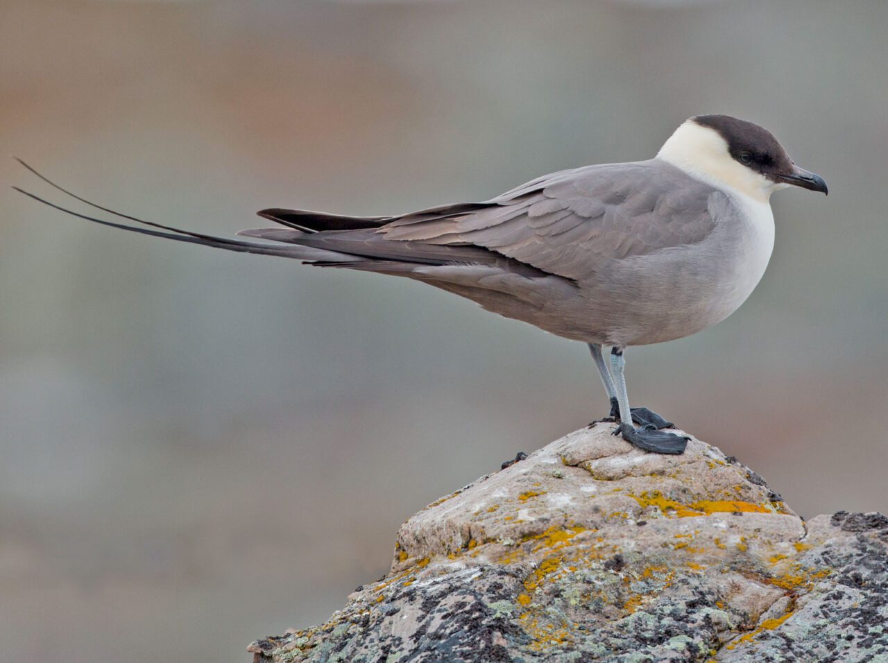 Grey and white bird on a rock.