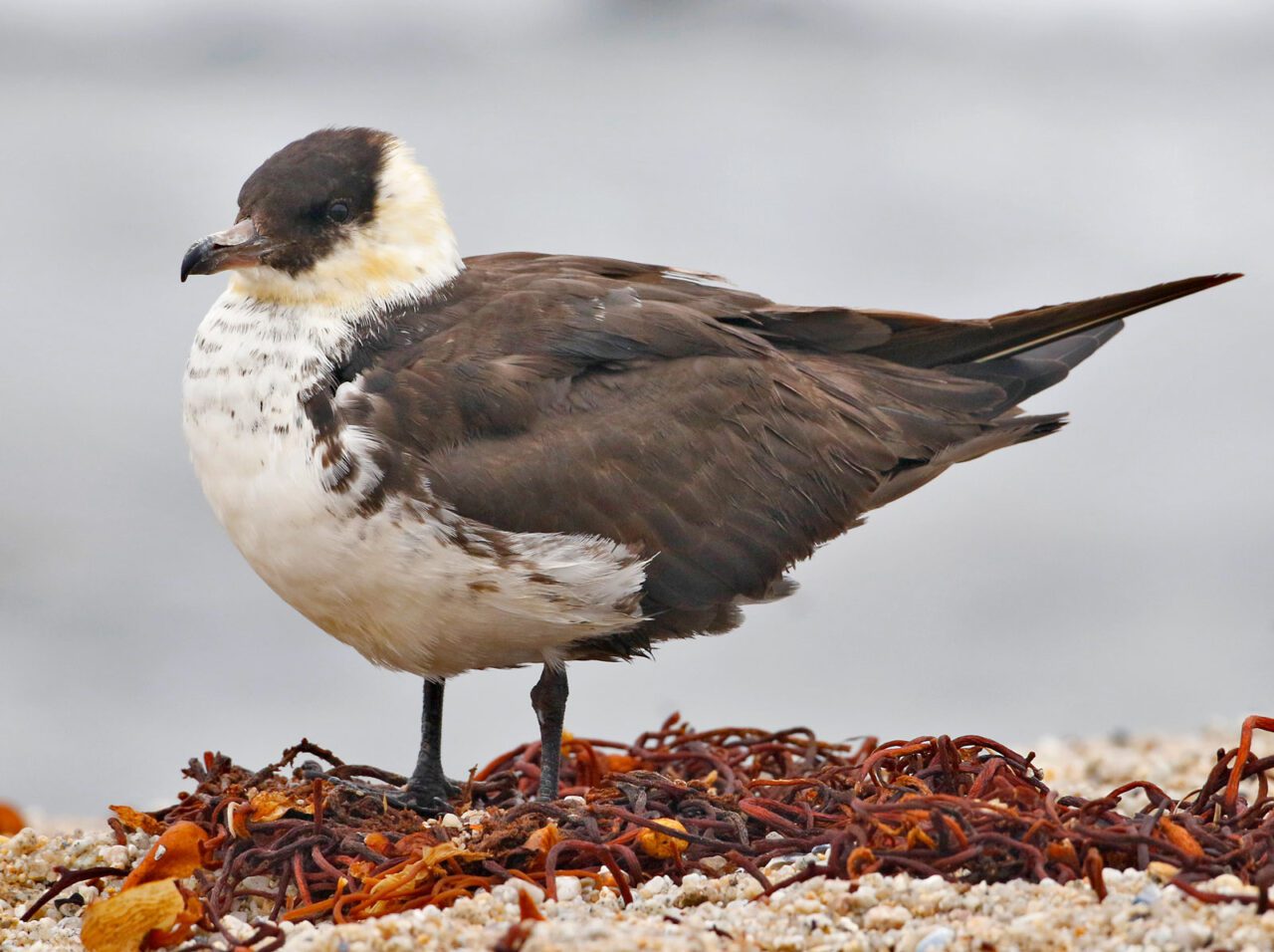 A grey and white bird on a shore with seaweed.