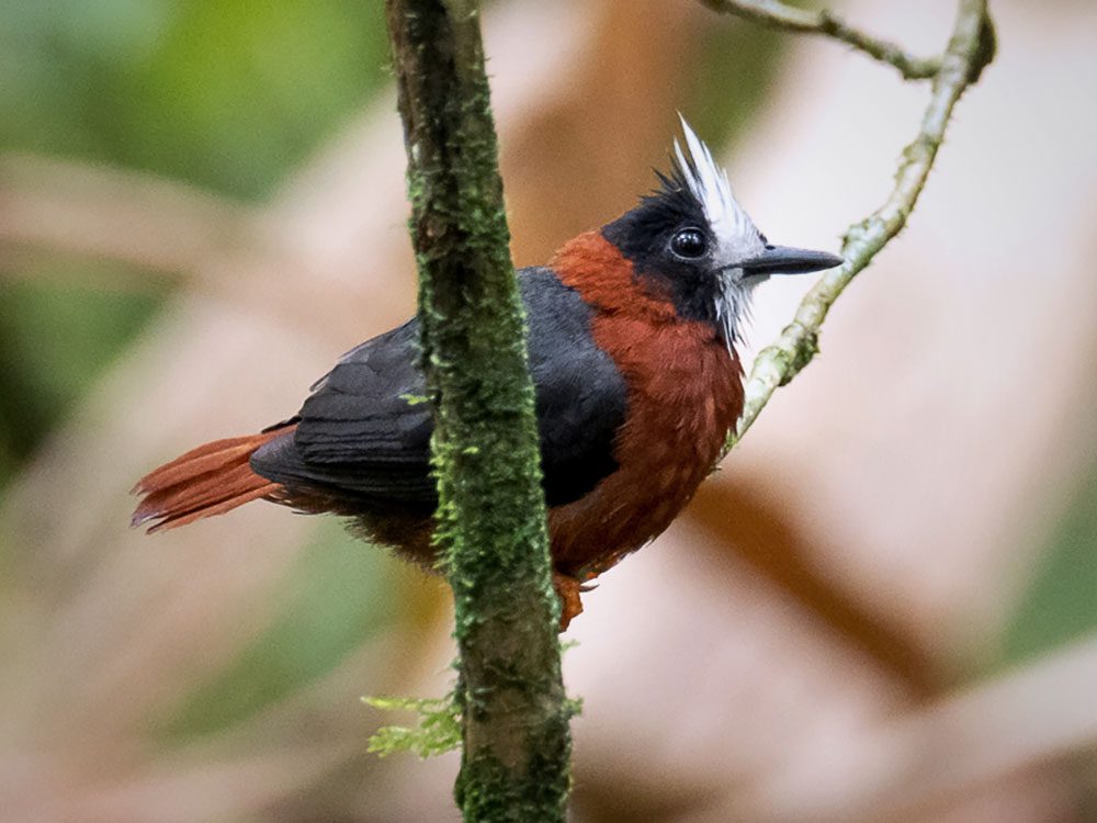 A black and chestnut bird with a large crest of white feathers and forehead.