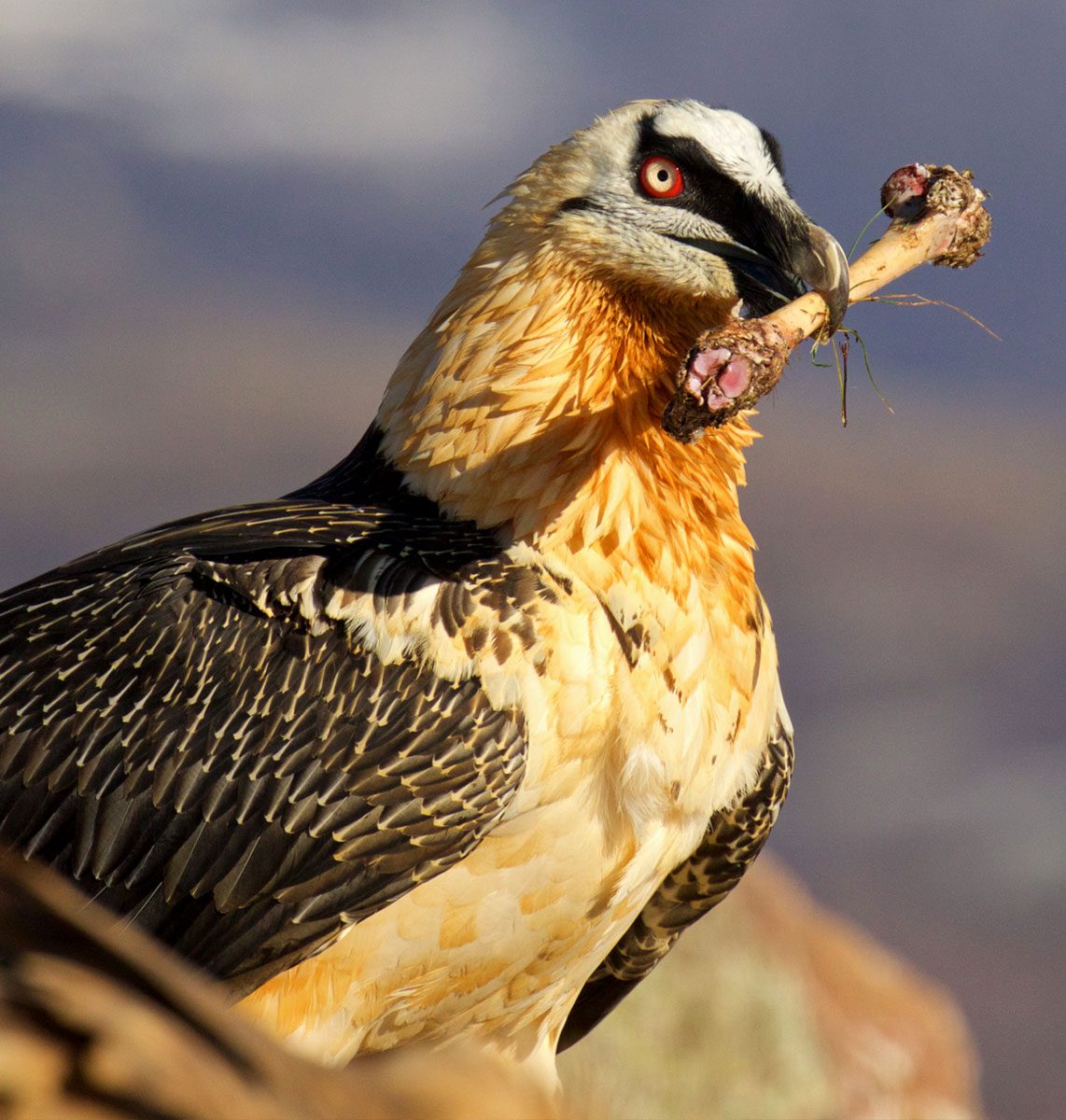 A large gray, cream and orange bird with a black and white striped face stands with a bone in its large, hooked bill.