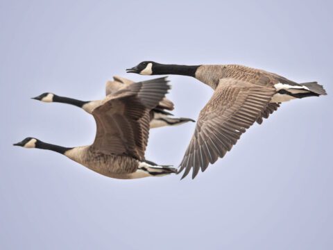 Brown-gray birds with black and white head, neck and tail feathers, long necks outstretched, flying.