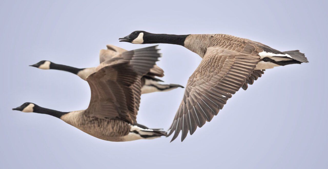 Brown-gray birds with black and white head, neck and tail feathers, long necks outstretched, flying.