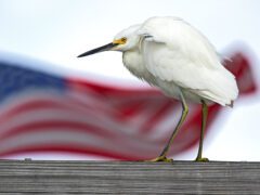 White bird with long bill and long yellow legs stands in front of a flying American flag.