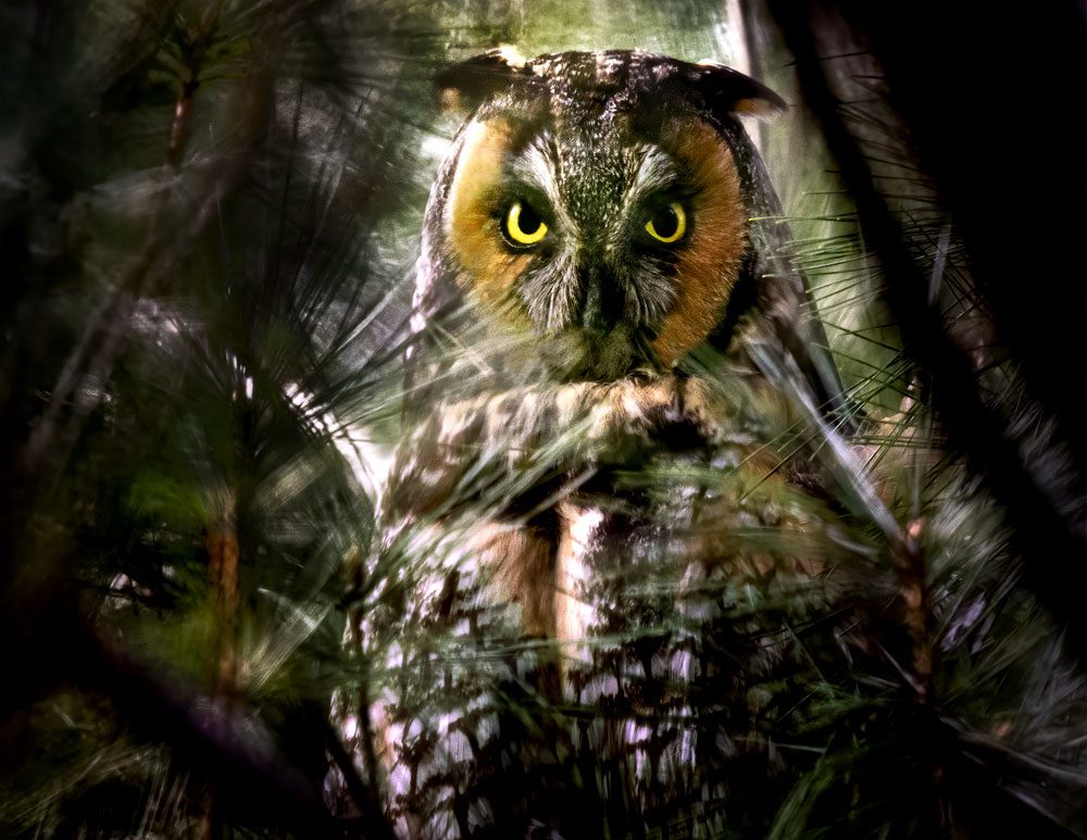 Through dark trees, a grey, white and rufous-colored bird with ear tufts and yellow eyes stares at the camera.