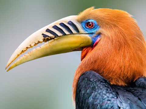 Close up of red-headed bird with large yellow bill with black stripes, a red eye and blue face patch.