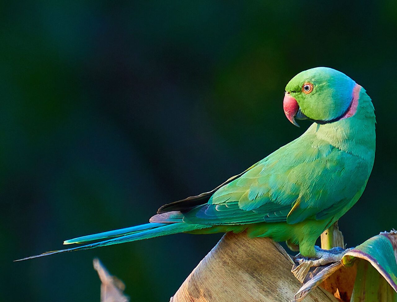 A bright green bird with a long tail, pink ring around the neck and dark pink, small, hooked bill.