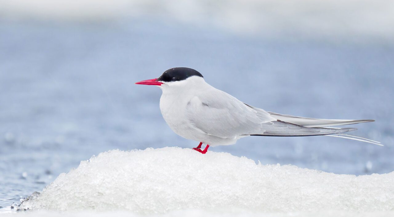 A white bird with pale gray wings, black cap, and little red feet and a red, pointed bill, stands on the ice.