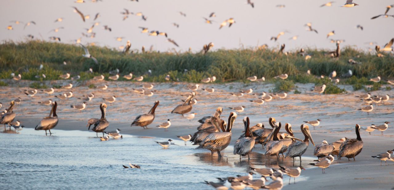 Brown Pelicans and Laughing Gulls on a calm beach.