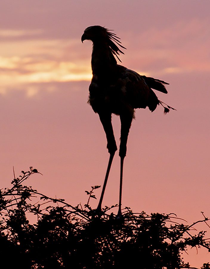 Silhouette of a very long legged bird, with hooked bill and long head feathers, against a pink sky.