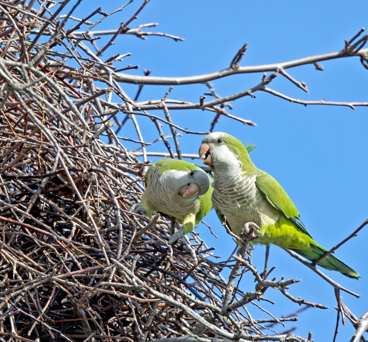 Two green and white parrots at a big stick nest.