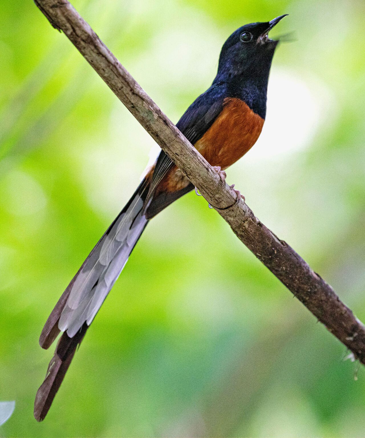 A black bird with a cinnamon underside and long tail with white under-feathers, sings on a branch.