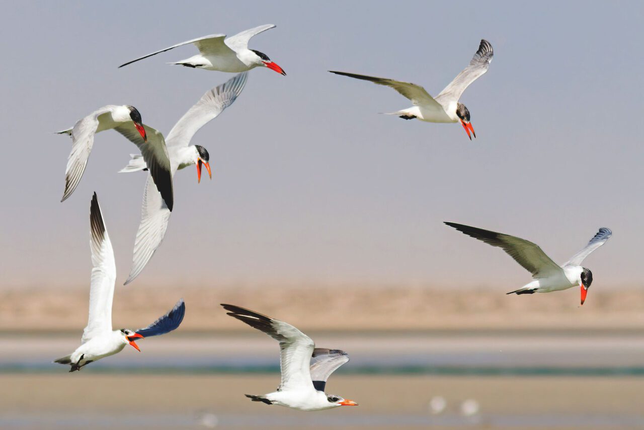 Seven white, gray and black birds with large orange bills, fly together.